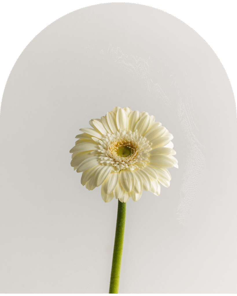 Na zdjęciu znajduje się jeden kwiat