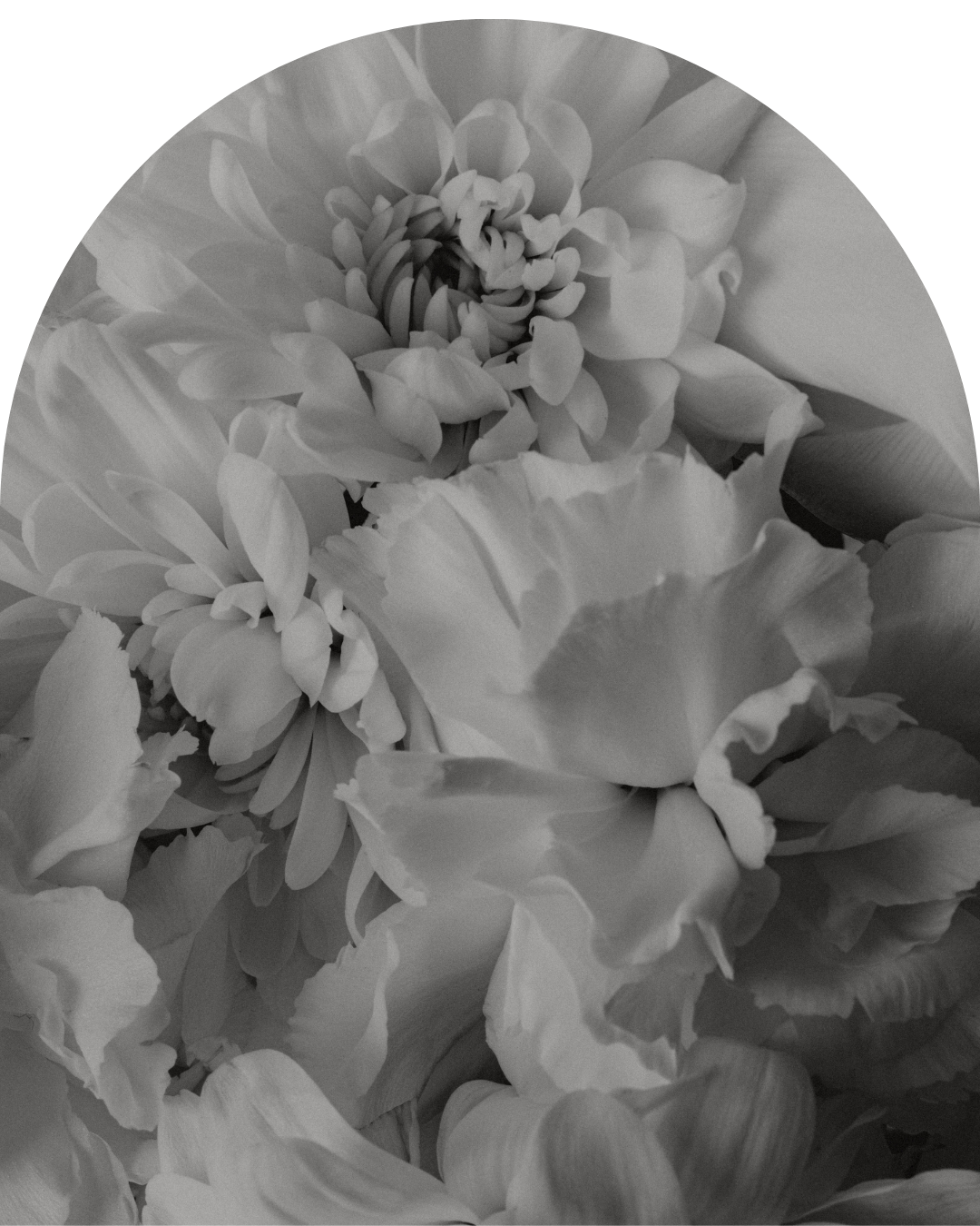 Zdjęcie jest białp-czarne i przedstawia kwiaty